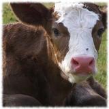 Baby Cows Wallpaper Pics icône