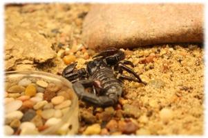 Black Scorpions Wallpaper Pics Screenshot 1