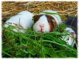 Guinea Pigs Wallpaper Pics 포스터