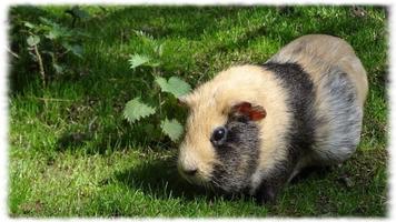 Guinea Pigs Wallpaper Pics ảnh chụp màn hình 1