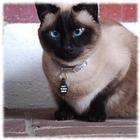 Siamese Cats Wallpaper Pics أيقونة