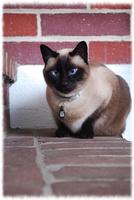 Siamese Cats Wallpaper Pics Plakat