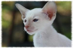 Siamese Cats Wallpaper Pics स्क्रीनशॉट 1