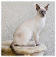 Siamese Cats Wallpaper Pics Screenshot 2