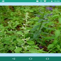 BIT Herbal Garden screenshot 1