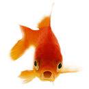 Bixao APK