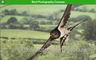 Bird Photography Courses Screenshot 2