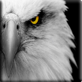 Eagle River App icon