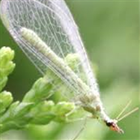 Eco Pest Management Pte Ltd ícone