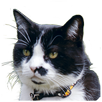 Smudge's Garden APK