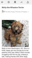 برنامه‌نما BigInto Dogs and Puppies عکس از صفحه