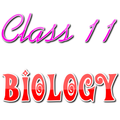 Class 11 Biology Solutions