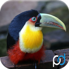 آیکون‌ Bird Puzzles