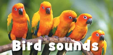Sonidos de aves
