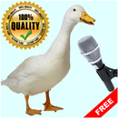 Birds Sounds for Kids APK