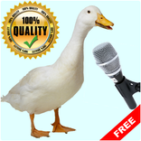 Birds Sounds for Kids