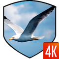 Birds 3D Wallpaper