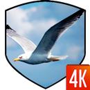 Las aves del papel pintado 3D APK