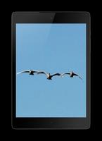 Birds 3D Wallpaper capture d'écran 2