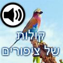 קולות של ציפורים APK