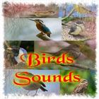 Birds Sounds icône