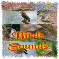 Birds Sounds Affiche