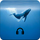 Blue Whale Challenge Music Tracks icône