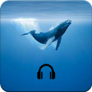 Blue Whale Challenge Music Tracks APK