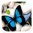 Butterfly on Stones Theme