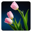 Tulip Flower Live Wallpaper