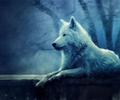 Ice Wolf 3D Live Wallpaper capture d'écran 2