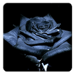 Black Roses Wallpapers