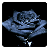 خلفيات الورود السوداء أيقونة