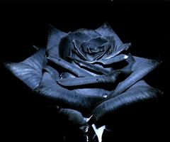Black Roses Wallpapers Affiche