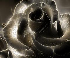 Black Roses Wallpapers Screenshot 1