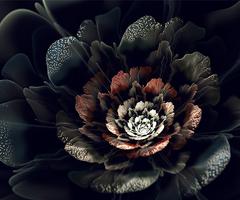 Black Roses Wallpapers capture d'écran 2