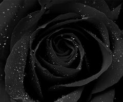 Black Roses Wallpapers capture d'écran 3