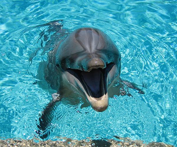 Descarga de APK de fondos de pantalla animados de delfines para Android Descarga de APK de fondos de pantalla animados de delfines para Android