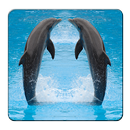Dolphin Wallpapers APK