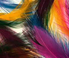 Feather Wallpapers скриншот 2