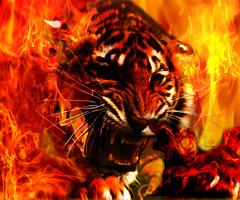 Wallpaper hidup harimau kebakaran poster
