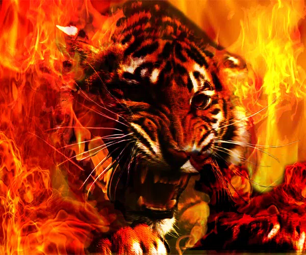 Fire Tiger Live Wallpaper APK pour Android Télécharger