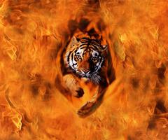 Fire Tiger Live Wallpaper ภาพหน้าจอ 2