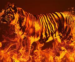 Papel de parede ao vivo do tigre de fogo imagem de tela 3