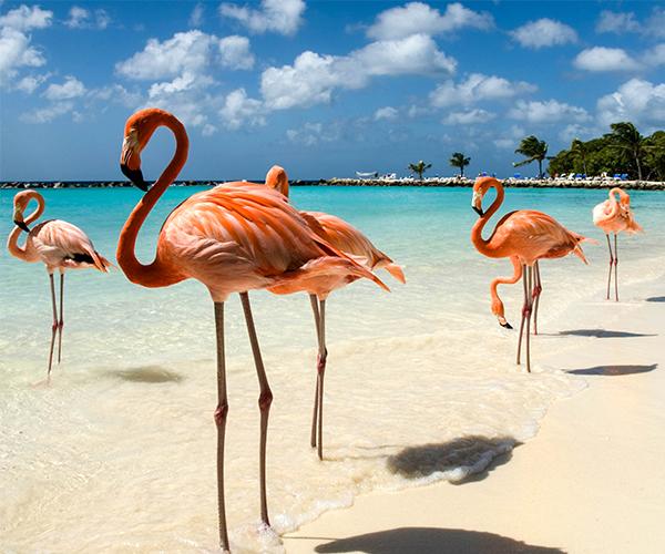 Flamingo Live Wallpaper for Android - APK Download