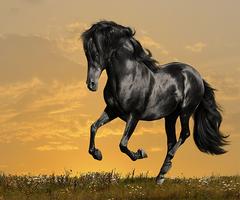 Horses Live Wallpaper captura de pantalla 3