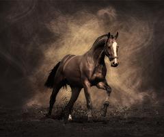 Horses Live Wallpaper Poster