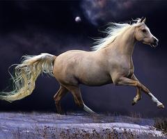 Horses Live Wallpaper captura de pantalla 1