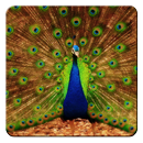 Peacock Live Wallpaper APK