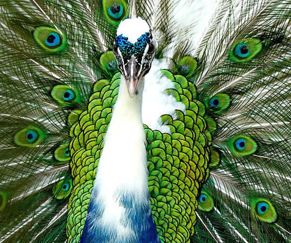 Descarga de APK de pavo real fondo de pantalla en vivo para Android Descarga de APK de pavo real fondo de pantalla en vivo para Android